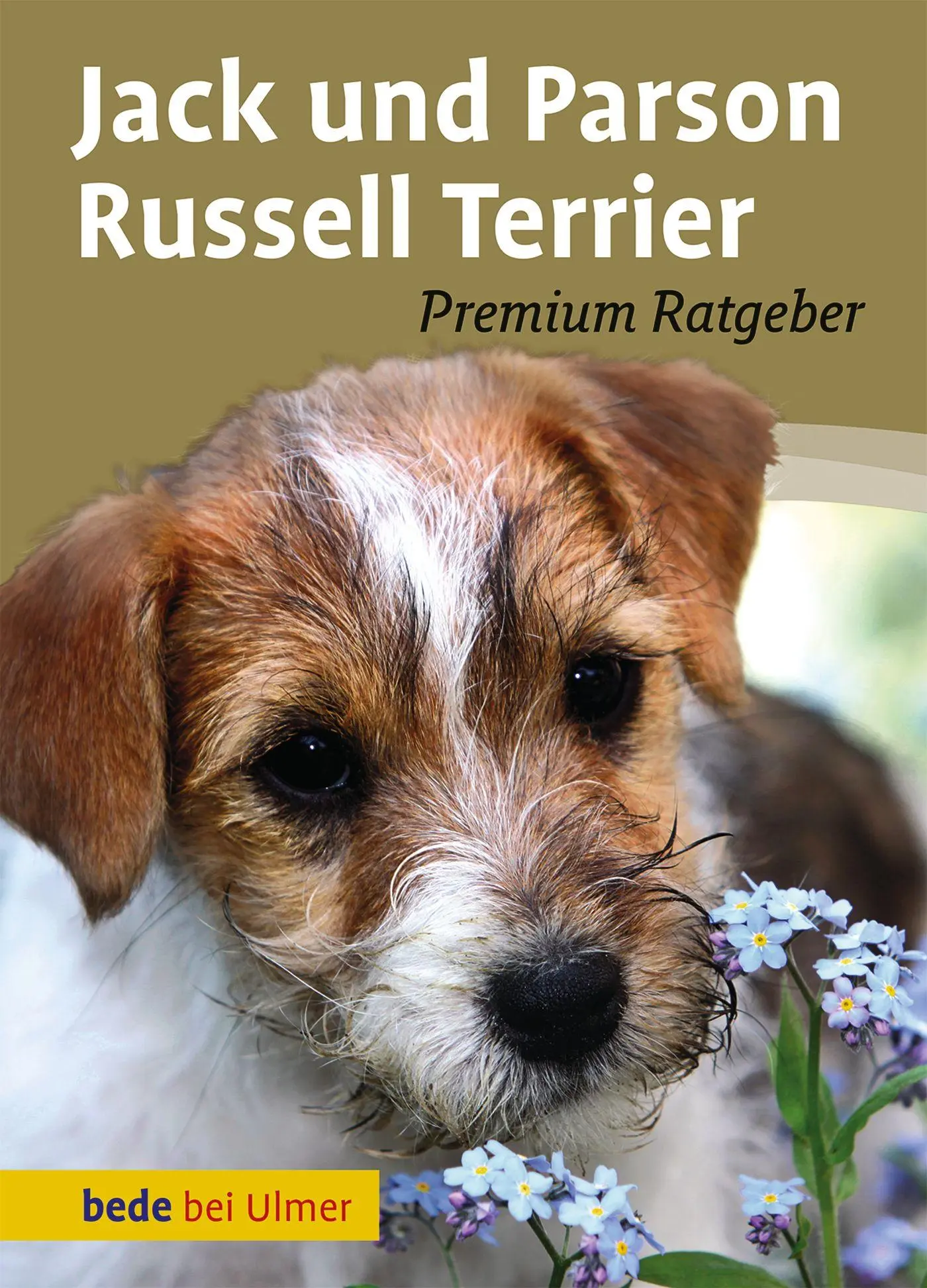 Förebyggande åtgärder för att skydda din jack russell från skador